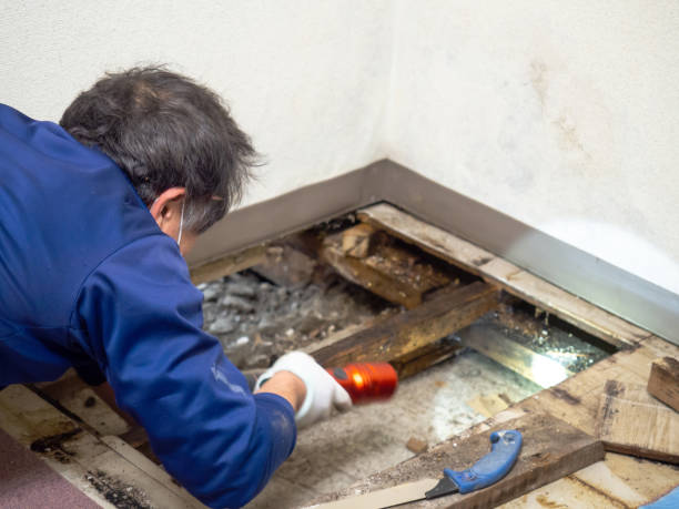 Trusted Millersville, TN Mold Removal Experts