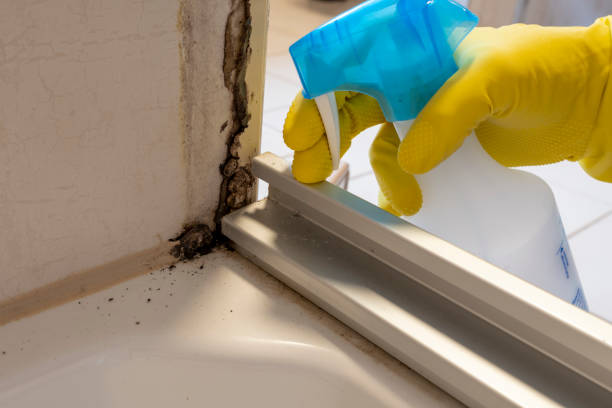 Mold Removal Process in Millersville, TN